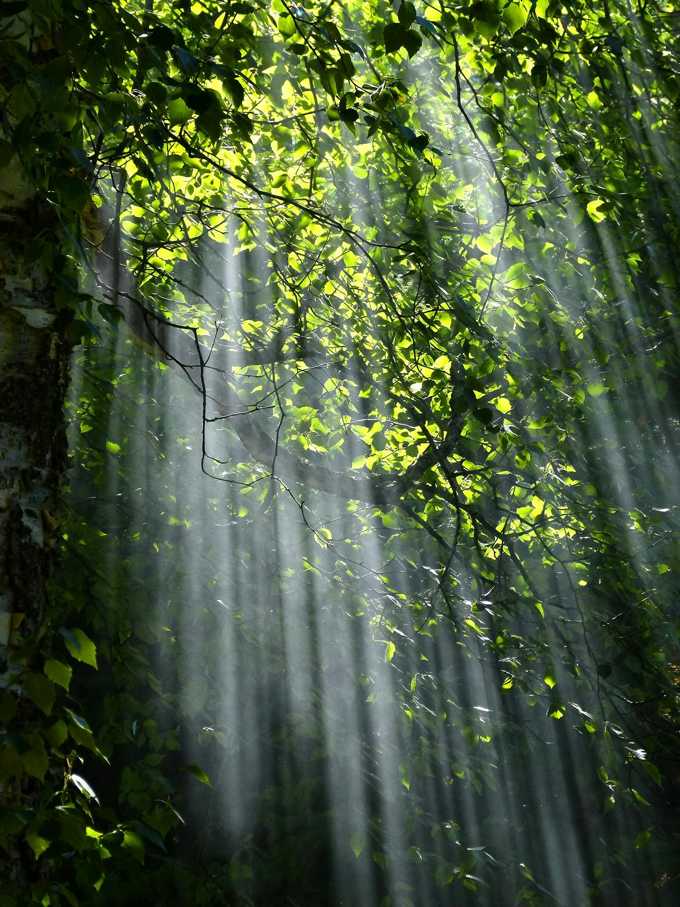 forest bathing